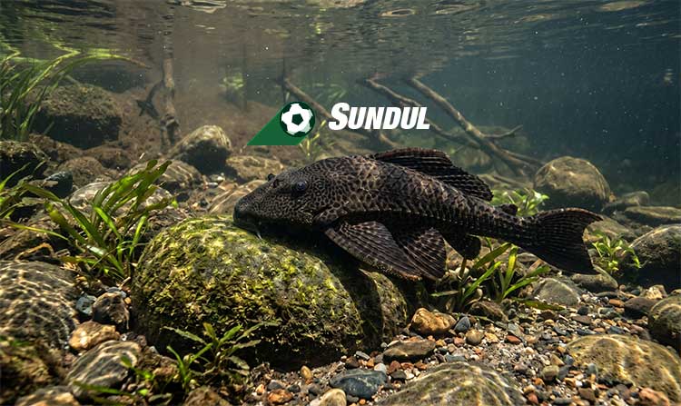 ancaman bahaya ikan sapu sapu