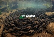 fakta tentang ikan sapu sapu