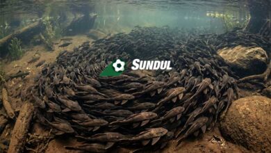 fakta tentang ikan sapu sapu